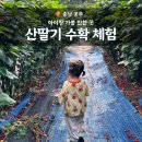 세종근교, 아이랑 산딸기 체험 공주 새터농장