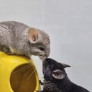 펫엔글라이더본점&로던트클럽 광주 이미지