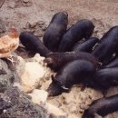 돼지나라돼지한마리 이미지