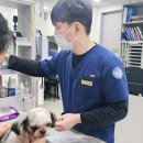 이루동물병원 | 부산 강아지 아토피, 피부 전문 동물병원에서는 어떻게 치료할까?