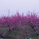 경산아지매 이미지