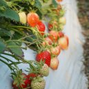 박선희농장 이미지