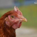 백산강화실버홈 네이버블로그