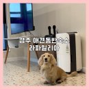 파밀리아펜션 | 경주애견동반 숙소 라파밀리아 펜션