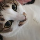 나와고양이 이미지