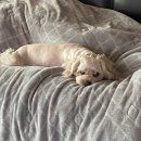 서서울동물병원 이미지