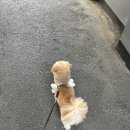 빌라반우 이미지