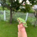 갬발 | 갬발 보령 촌캉스 마당있는 독채 숙소 바베큐 불멍