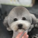 퍼피몽몽 이미지