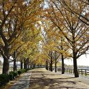 곡교천 은행나무길 이미지