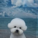 펫아지트 이미지