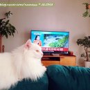 부산고양이미용&호텔 냥스타그램 이미지