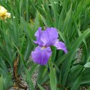 아이리스 이미지