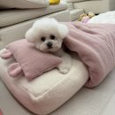 더독그루머스 | 거북섬 애견미용 “더독그루머스” 비숑 귀툭튀 후기