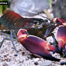 레드브릭(Red Brick) 이미지