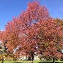 - 개암나무, Sweet gum 이미지
