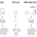100세 과학] 코로나 백신 기술로 회춘…T세포 늘려 면역력 회복 이미지