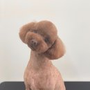 예쁘개 미용할개 이미지