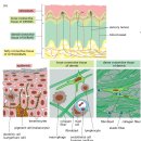 Specialized Tissues, Stem Cells, and Tissue Renewal 그림만 보고 있어도 통찰력이 생기는 자료 이미지