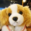 노블도그 이미지