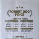 포레스트독 이미지