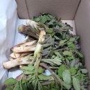 흙내음황토 | 남해 황토 땅두릅 택배 주문후기^^