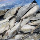 백로체육관 | 복어조리기능사 실기 독학 후기(수원과학대학교)