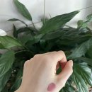 그레이프Grape 이미지