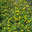 느티나무길 이미지