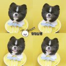 멍멍살롱 - 성남시 중원구 산성대로552번길 13 | 멍멍살롱