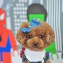 도그스101 이미지