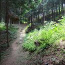 두동편백 이미지