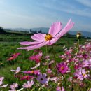 코스모스 이미지