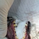 우장산동물의료센터 이미지