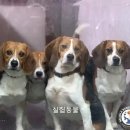 유기동물 봉사활동 단체 믿을만한 곳은 어디? (feat. 한국가이드스타)