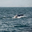 바다와고래 이미지