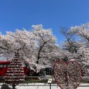 프로미카월드 대구성서점 | 대구 벚꽃 개화시기 이월드 입장료 없이 무료로 벚꽃 구경 꿀팁