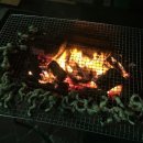 아일랜드코쿤 이미지