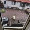 스코리아(청굴물) 이미지