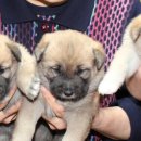 진부령황태 이미지