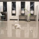 도그비잉펫케어 이미지