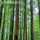 송가네펜션 | 대전 펜션 추천 송가네황토펜션 알짜팁만!