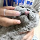 캣플라워 | 고양이뿌리는치약으로 양치 스트레스 끝! 캣디피 고양이손가락칫솔 후기