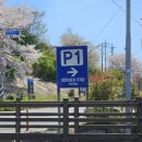 낙동강관리본부 화명생태공원 4 | 화명생태공원 튤립단지 26년 4월 8일 개화 현황