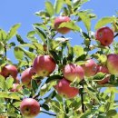 꿈이있는사과나무 이미지