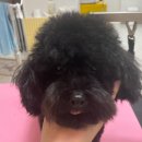 멍키매직 이미지