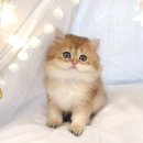 고양이전문점 허니캣 이미지