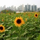 해바라기 축제..안산호수공원 0830 이미지