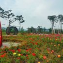 금강수변공원 숲바람장미원 이미지