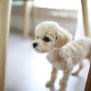 아띠앤펫 이미지